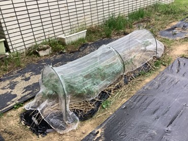 畑の様子