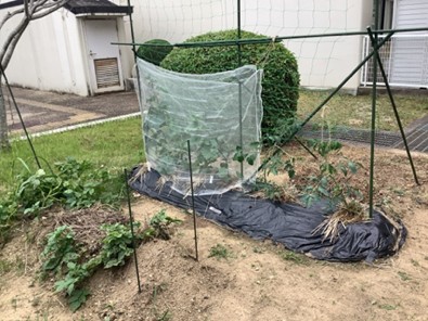 畑の様子