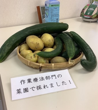 収穫した野菜